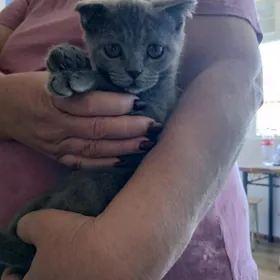 котята