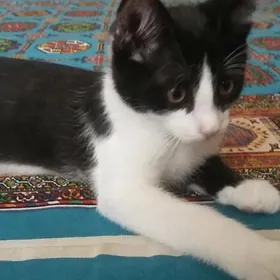 домашняя кошка