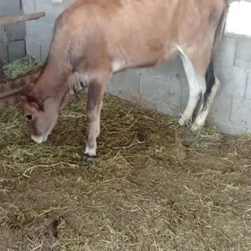 ökûz