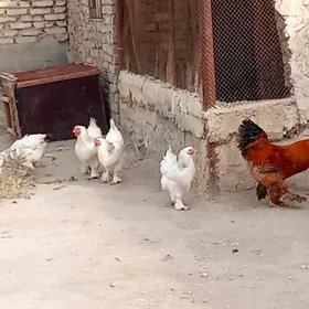 paroda tawuk
