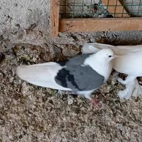 kepderi
