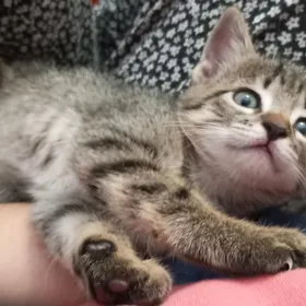 котёнок бесплатно