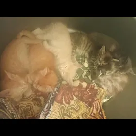 котята