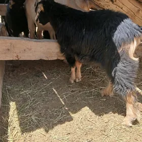 çebisler