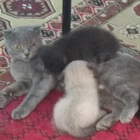 котенок