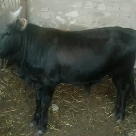 Öküz 8600