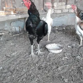 ozbek
