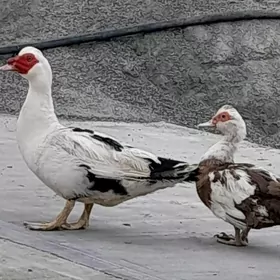 ÝAŞYLBAŞ 1 ERKEK 1 MÄKI