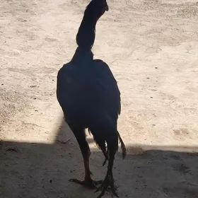 baysow