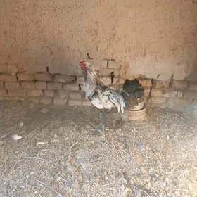 Brama