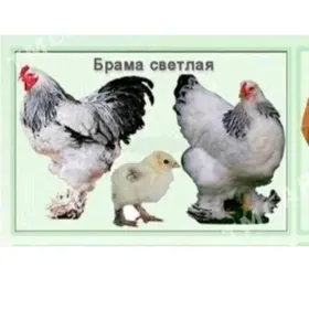 Brama Horaz