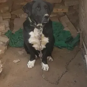 Labrador