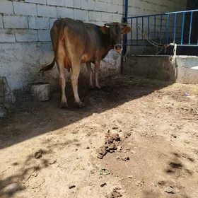 ŞİWES SAGYM