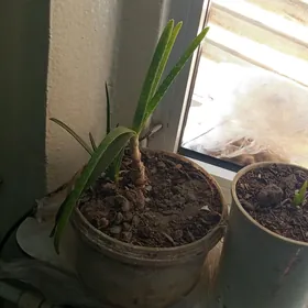 aloe wera