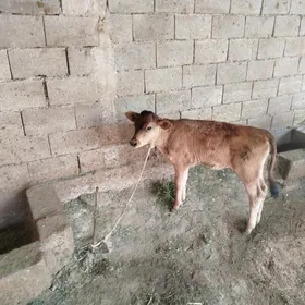 göle