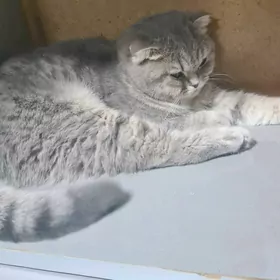 Şotland pişik
