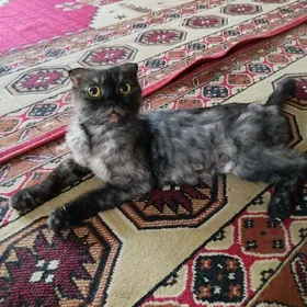 Şatlan pişik