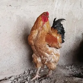 brama horaz