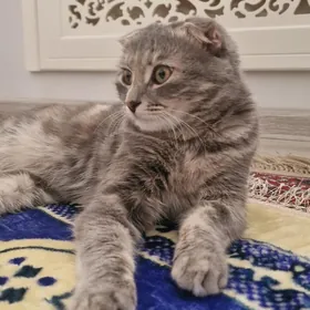 4Шотландский пишик