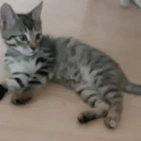 отдам котенка