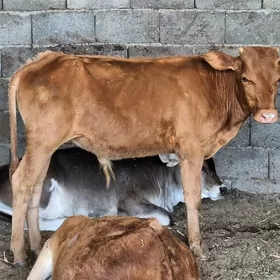 öküz