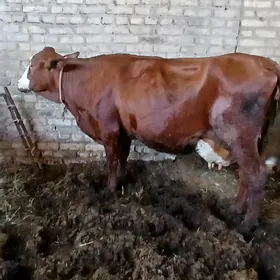 satlyk mal