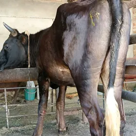 tuweler