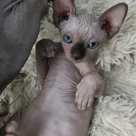 сфинкс котята