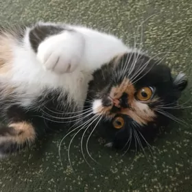 шотландская кошка