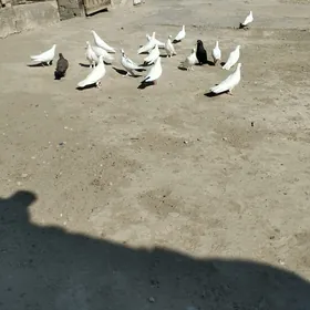 kepderi