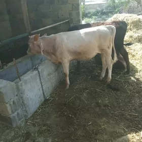 ÖKÜZ