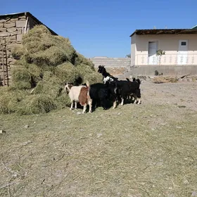 gechi goyun