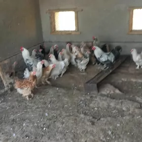 brama towuk horaz