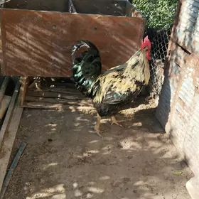 gigant horazlar