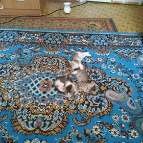 котята