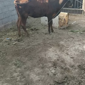 tüwe