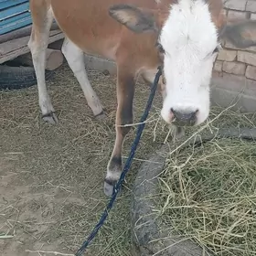 tüwe
