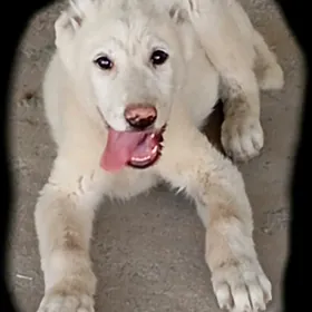 güjik