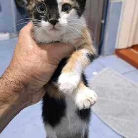 Котёнок