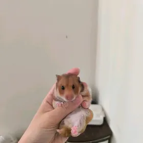 hamyak хомяк 