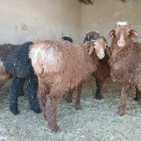Turkmen tokly
