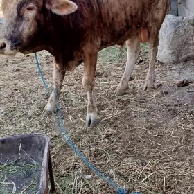 Siwes öküz