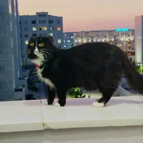 şotlant mitiska pişik mugt