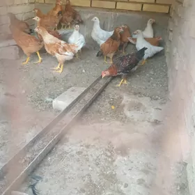 jüje