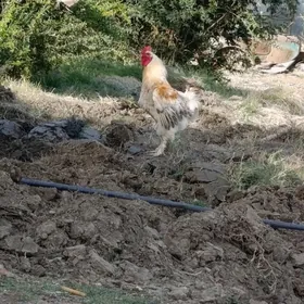 Horaz