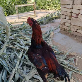horaz