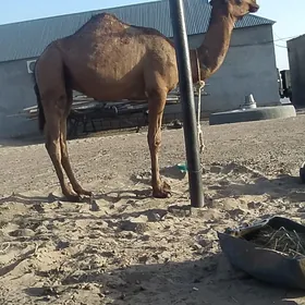 Owsuk