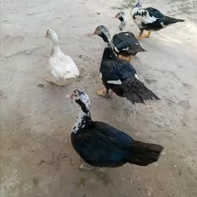ördek
