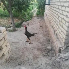 horaz
