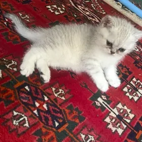 шотландцы